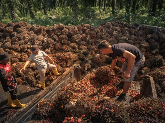 Người trồng cọ Đông Nam Á bị ảnh hưởng bởi đạo luật bảo vệ rừng của EU